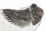 Bargain, Coltraneia Trilobite Fossil - Huge Faceted Eyes #341298-3